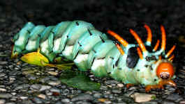 Hickory horned devil caterpillar (Citheronia regalis)