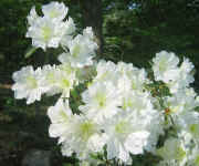 White Azalea