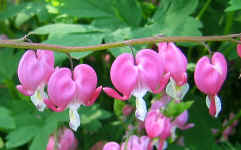 Bleeding heart