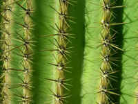 Cactus - Death Valley, CA