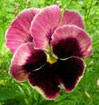 Pancoast Lane Pansy