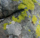 Lichen - Devil's Den - Gettysburg, PA