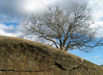 2007_03_04_gettysburg_tree_2.jpg (2724848 bytes)