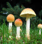 Downingtown PA - Amanita muscaria