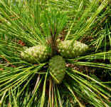 Pine cone