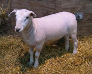 2007 Pennsylvania Farm Show