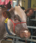 2007 Pennsylvania Farm Show