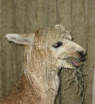 2008 Pennsylvania Farm Show